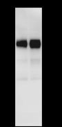 Anti-TCF3/E2A Rabbit mAb