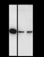Anti-C1q Rabbit mAb