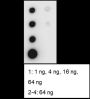 Anti-Symmetric Dimethyl-Histone H3 (Arg2) Rabbit mAb