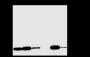 Anti-Symmetric Dimethyl-Histone H3 (Arg2) Rabbit mAb