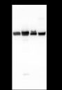 Anti-eEF1A1 Rabbit mAb
