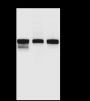 Anti-Desmin Rabbit mAb