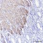 Anti-Desmin Rabbit mAb