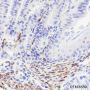 Anti-Desmin Rabbit mAb
