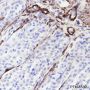 Anti-Desmin Rabbit mAb