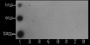 Anti-Monomethyl-Histone H3 (Lys56) Mouse mAb