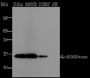 Anti-Monomethyl-Histone H3 (Lys56) Mouse mAb