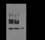 Anti-Monomethyl-Histone H3 (Lys56) Mouse mAb