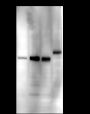 Anti-SUV39H2 Rabbit mAb