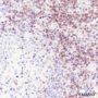 Anti-CD3 delta Rabbit mAb