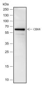 Anti-CBX4 Rabbit mAb