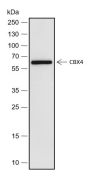 Anti-CBX4 Rabbit mAb