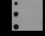 Anti-Dimethyl-Histone H3 (Lys79) Mouse mAb