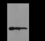 Anti-Dimethyl-Histone H3 (Lys79) Mouse mAb