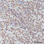 Anti-Dimethyl-Histone H3 (Lys79) Mouse mAb