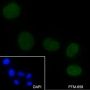 Anti-Dimethyl-Histone H3 (Lys79) Mouse mAb