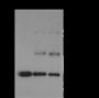 Anti-Dimethyl-Histone H3 (Lys79) Mouse mAb