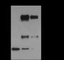 Anti-Dimethyl-Histone H3 (Lys79) Mouse mAb