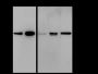 Anti-Thymidylate Synthase Rabbit mAb