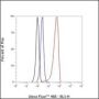 Anti-Thymidylate Synthase Rabbit mAb