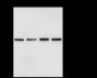 Anti-GABA A Receptor alpha 1 Rabbit mAb