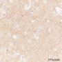 Anti-GABA A Receptor alpha 1 Rabbit mAb