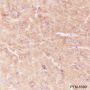 Anti-GABA A Receptor alpha 1 Rabbit mAb