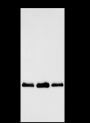 Anti-GST3/GSTP1 Mouse mAb