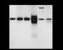 Anti-VISTA Rabbit mAb