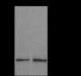 Anti-Monomethyl-Histone H2B (Lys15) Mouse mAb