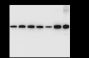 Anti-beta Tubulin Rabbit mAb (HRP Conjugate)