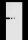 Anti-Hygromycin Phosphotransferase / HPT Mouse mAb