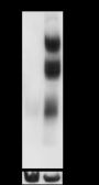 Anti-CD70 Rabbit mAb