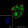 Anti-AKT1 + AKT2 + AKT3 Rabbit mAb