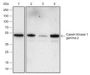 Anti-Casein Kinase 1 gamma 2 Rabbit mAb