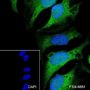 Anti-Casein Kinase 1 gamma 2 Rabbit mAb