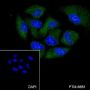 Anti-Casein Kinase 1 gamma 2 Rabbit mAb