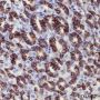 Anti-Claudin-18.2 Rabbit mAb