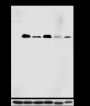 Anti-PAX5 Rabbit mAb