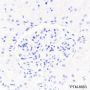 Anti-PAX5 Rabbit mAb