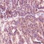 Anti-Cyclin D2 Rabbit mAb
