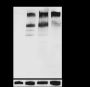 Anti-HER3/ErbB3 Rabbit mAb