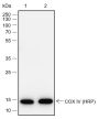 Anti-COX IV Rabbit mAb (HRP Conjugate)