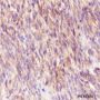 Anti-c-Kit Rabbit mAb