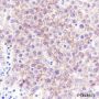 Anti-c-Kit Rabbit mAb