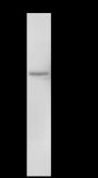 Anti-Keratin 10 Rabbit mAb