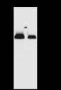 Anti-Keratin 10 Rabbit mAb