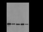 Anti-Asymmetric Dimethyl-Histone H3 (Arg2) Mouse mAb