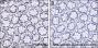 Anti-Asymmetric Dimethyl-Histone H3 (Arg2) Mouse mAb