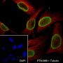Anti-Asymmetric Dimethyl-Histone H3 (Arg2) Mouse mAb
